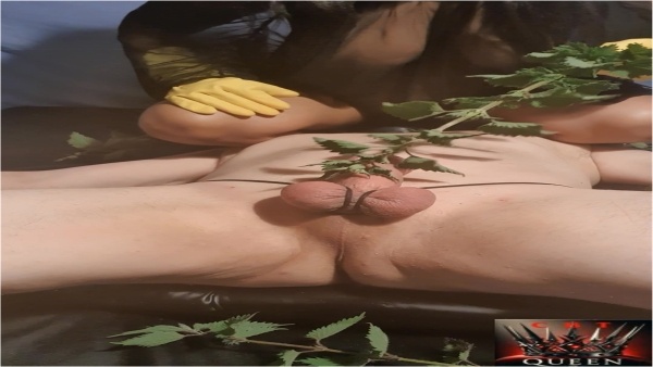 Queen Of CBT - Goddess Kimberley - Ruthless CBT Botanical Torment Nettles 1